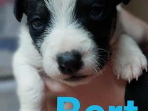 Mary Poppins kölykök